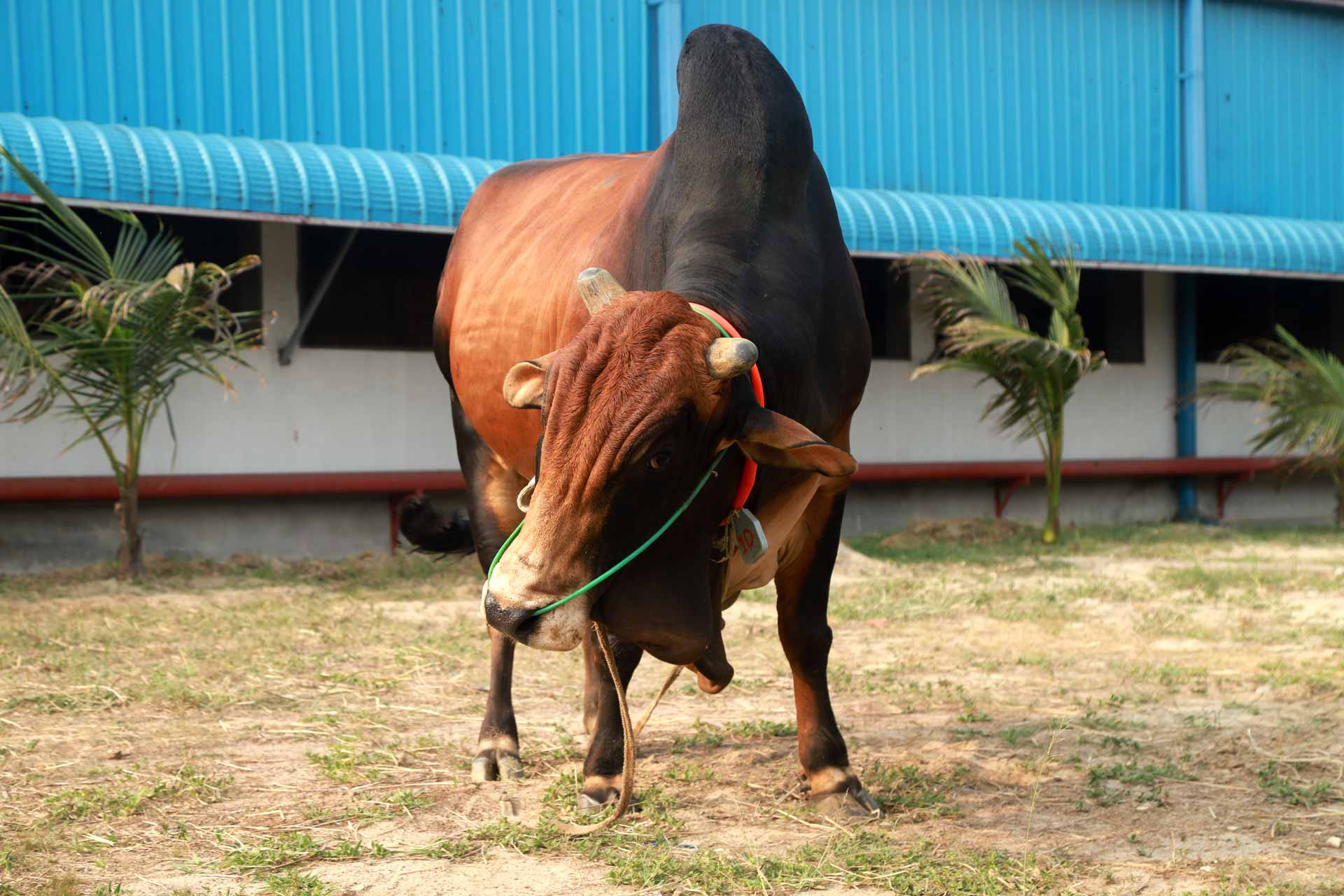 শাহী সুলতান